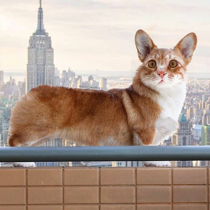 Artist Makes Montages With Cat Faces On Anything And The Result Is Impressive (New Pics)