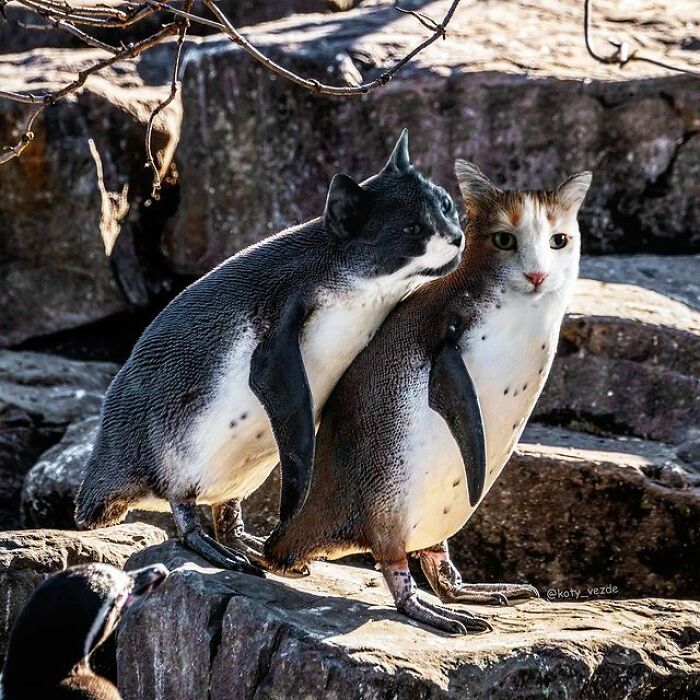 Artist Makes Montages With Cat Faces On Anything And The Result Is Impressive (New Pics)