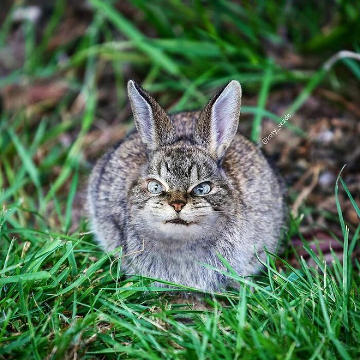 Artist Makes Montages With Cat Faces On Anything And The Result Is Impressive (New Pics)