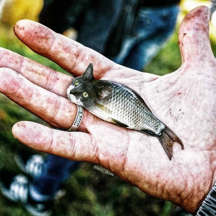 Artist Makes Montages With Cat Faces On Anything And The Result Is Impressive (New Pics)