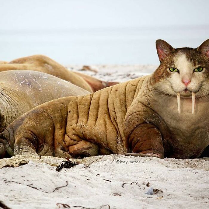 Artist Makes Montages With Cat Faces On Anything And The Result Is Impressive (New Pics)