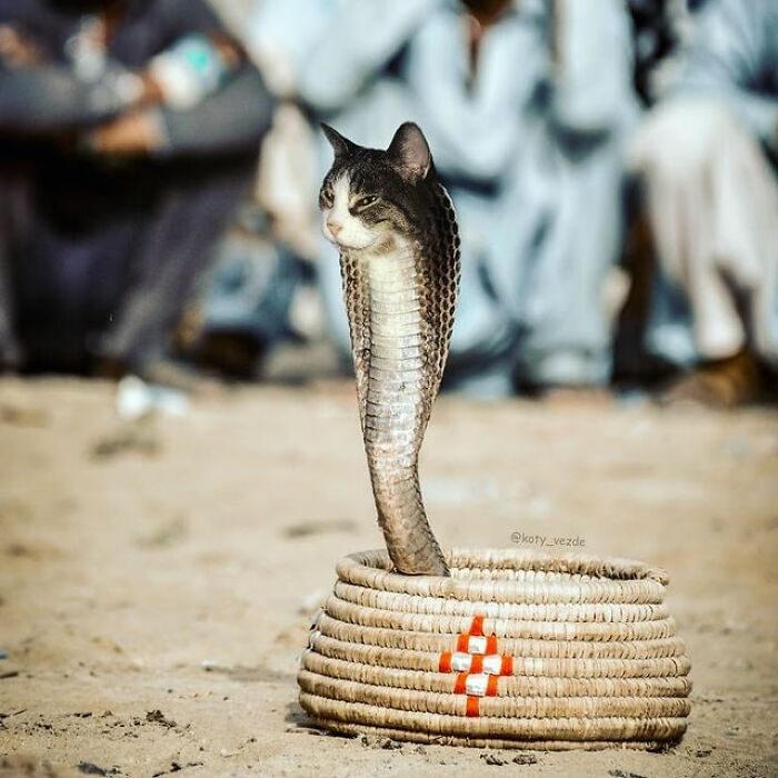 Artist Makes Montages With Cat Faces On Anything And The Result Is Impressive (New Pics)