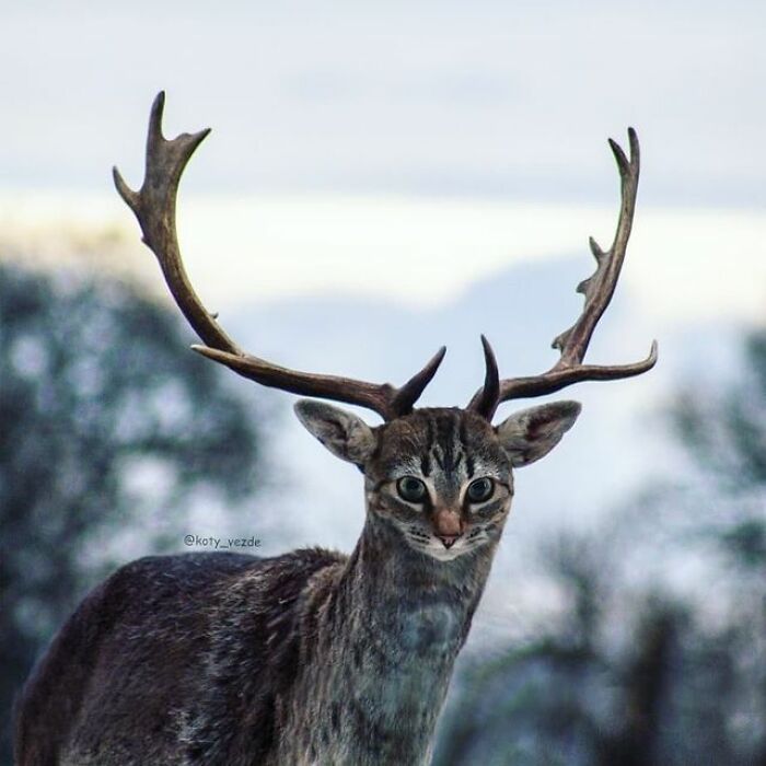 Artist Makes Montages With Cat Faces On Anything And The Result Is Impressive (New Pics)