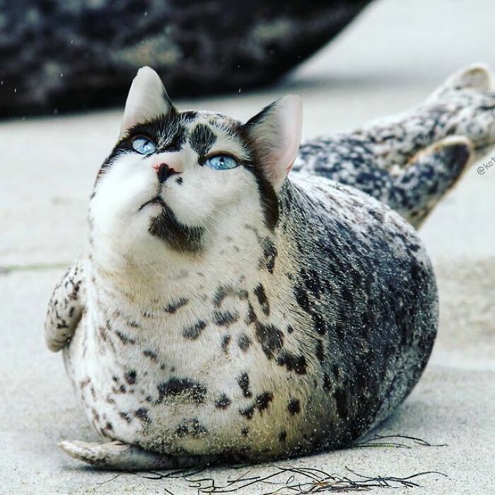 Artist Makes Montages With Cat Faces On Anything And The Result Is Impressive (New Pics)