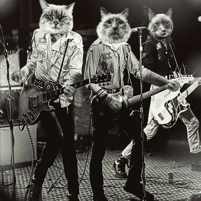 Artist Makes Montages With Cat Faces On Anything And The Result Is Impressive (New Pics)