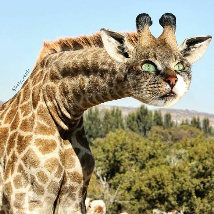 Artist Makes Montages With Cat Faces On Anything And The Result Is Impressive (New Pics)