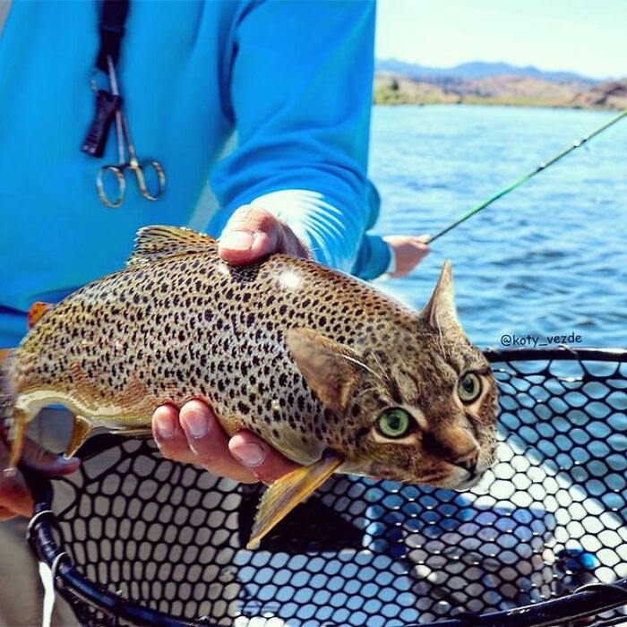 Artist Makes Montages With Cat Faces On Anything And The Result Is Impressive (New Pics)