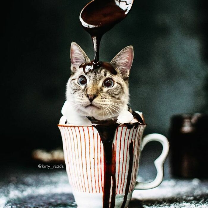 Artist Makes Montages With Cat Faces On Anything And The Result Is Impressive (New Pics)