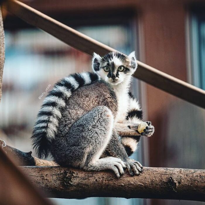 Artist Makes Montages With Cat Faces On Anything And The Result Is Impressive (New Pics)