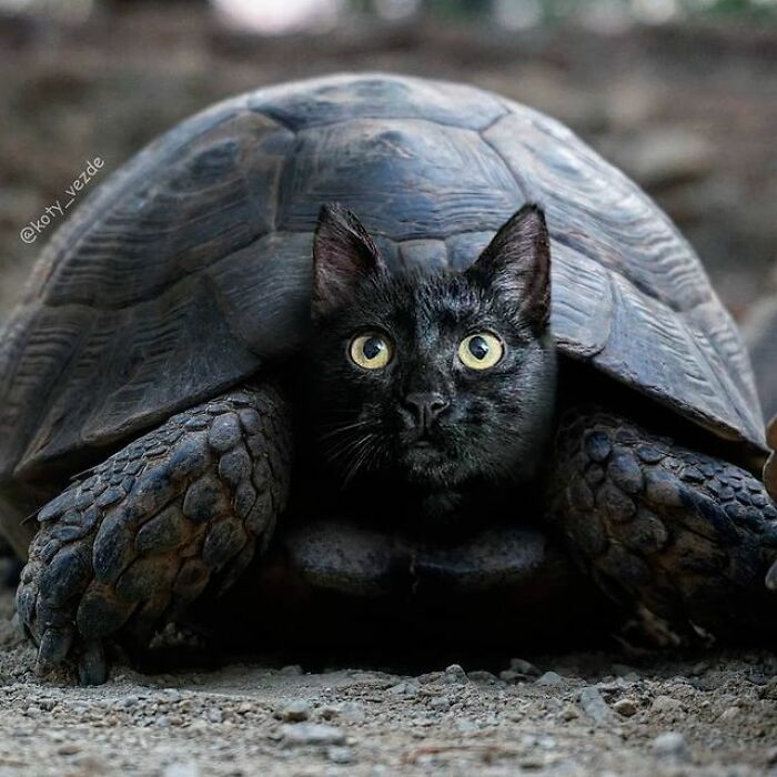 Artist Makes Montages With Cat Faces On Anything And The Result Is Impressive (New Pics)