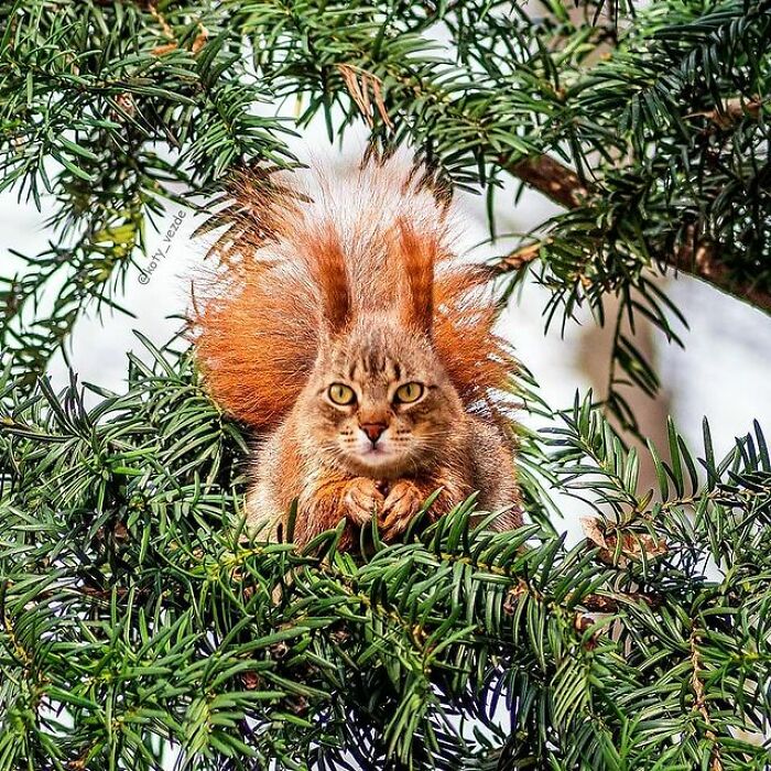 Artist Makes Montages With Cat Faces On Anything And The Result Is Impressive (New Pics)