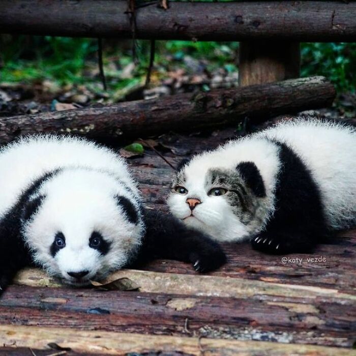 Artist Makes Montages With Cat Faces On Anything And The Result Is Impressive (New Pics)