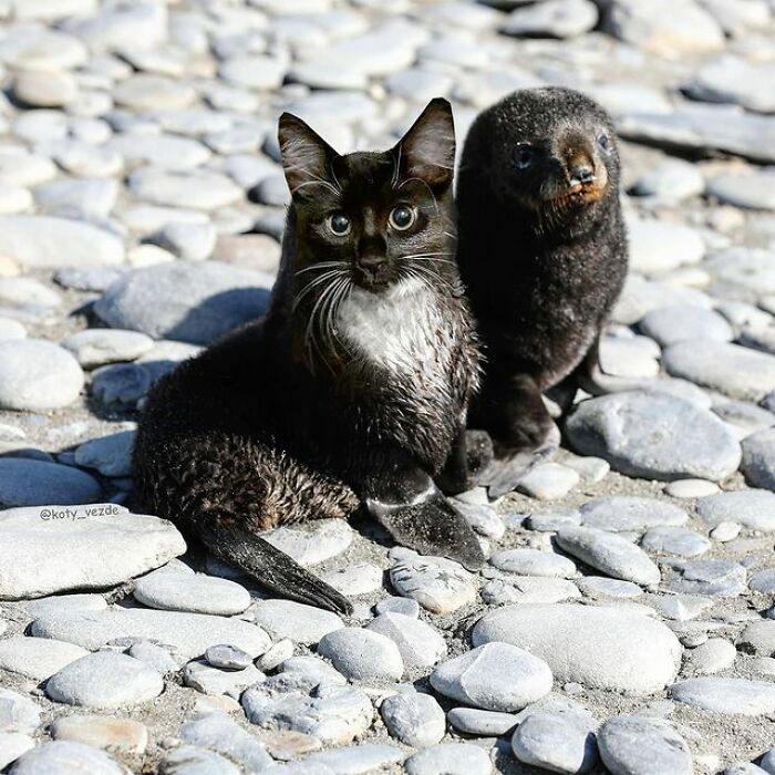 Artist Makes Montages With Cat Faces On Anything And The Result Is Impressive (New Pics)