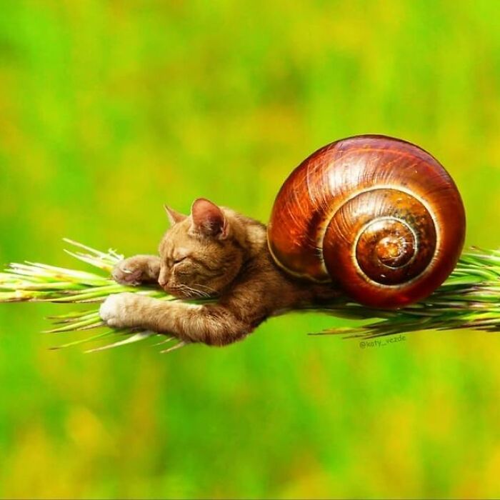 Artist Makes Montages With Cat Faces On Anything And The Result Is Impressive (New Pics)