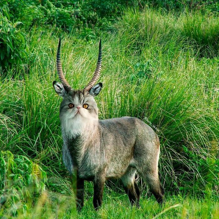 Artist Makes Montages With Cat Faces On Anything And The Result Is Impressive (New Pics)