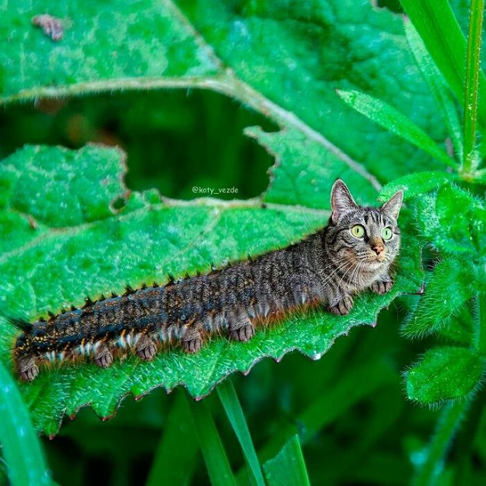 Artist Makes Montages With Cat Faces On Anything And The Result Is Impressive (New Pics)