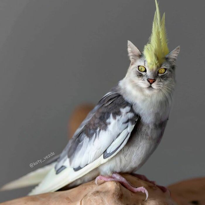 Artist Makes Montages With Cat Faces On Anything And The Result Is Impressive (New Pics)