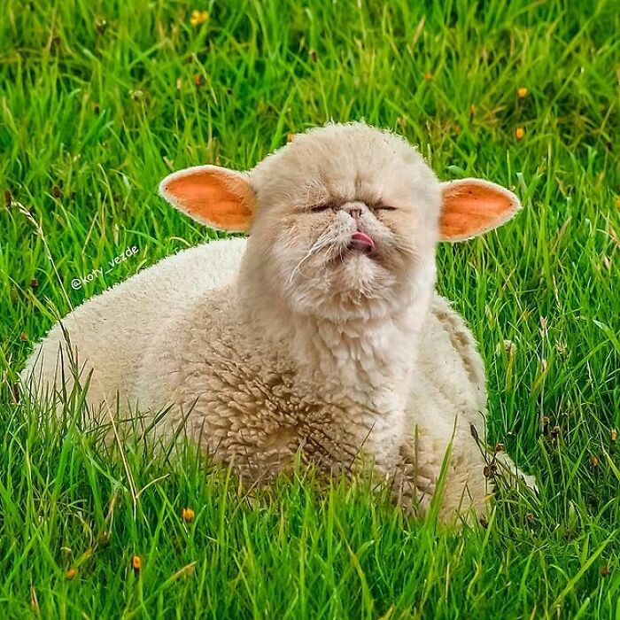 Artist Makes Montages With Cat Faces On Anything And The Result Is Impressive (New Pics)