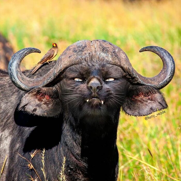 Artist Makes Montages With Cat Faces On Anything And The Result Is Impressive (New Pics)