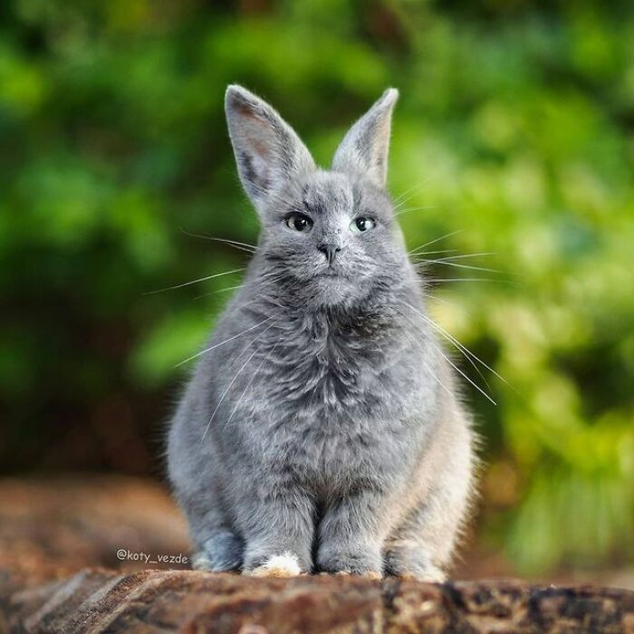 Artist Makes Montages With Cat Faces On Anything And The Result Is Impressive (New Pics)