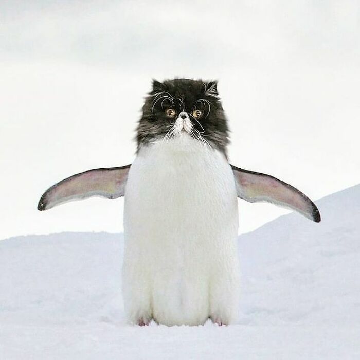 Artist Makes Montages With Cat Faces On Anything And The Result Is Impressive (New Pics)