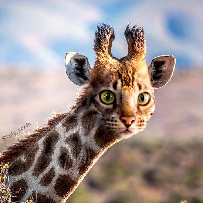 Artist Makes Montages With Cat Faces On Anything And The Result Is Impressive (New Pics)