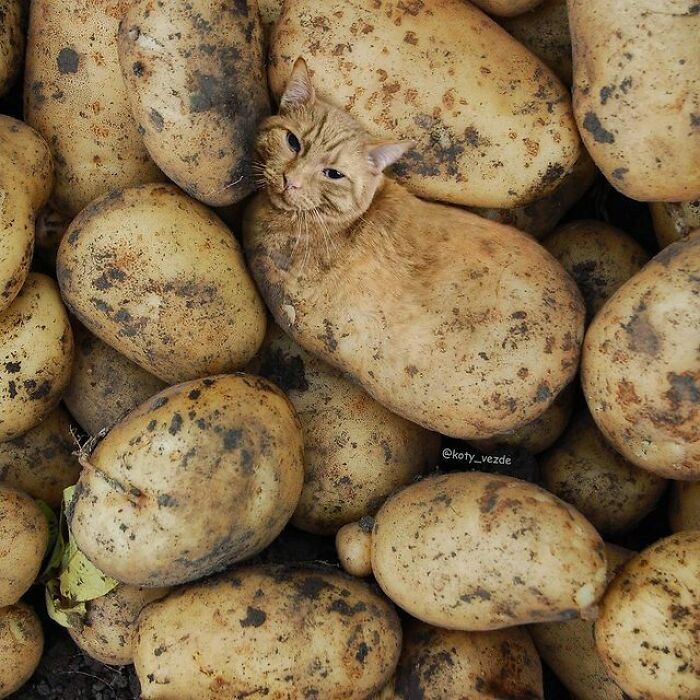 Artist Makes Montages With Cat Faces On Anything And The Result Is Impressive (New Pics)