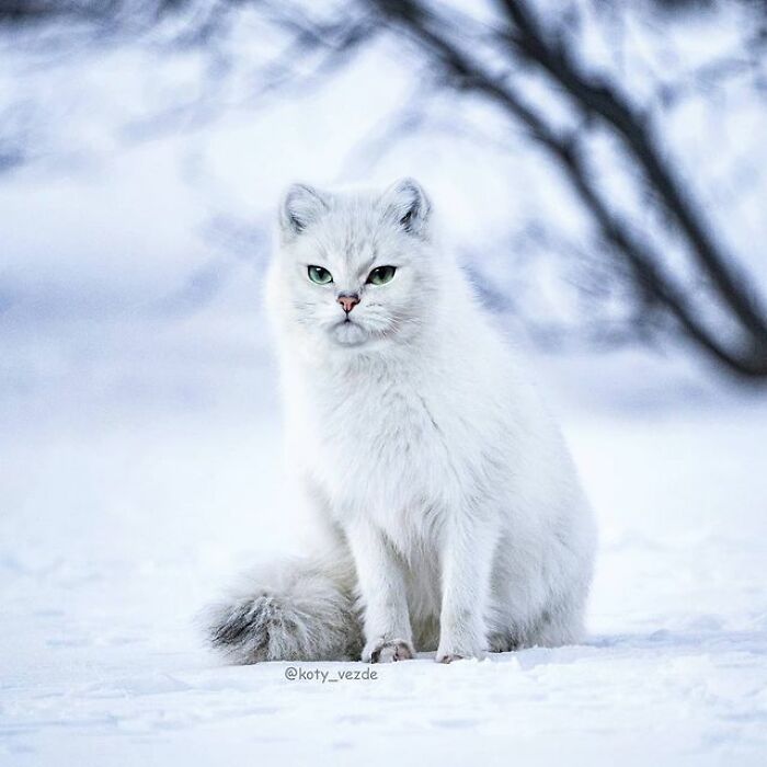 Artist Makes Montages With Cat Faces On Anything And The Result Is Impressive (New Pics)