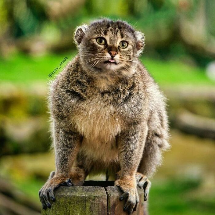 Artist Makes Montages With Cat Faces On Anything And The Result Is Impressive (New Pics)