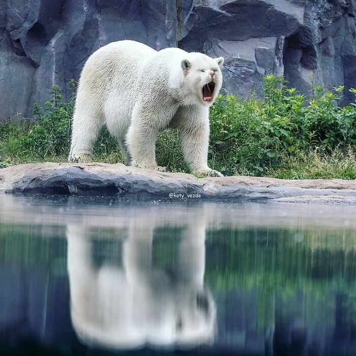 Artist Makes Montages With Cat Faces On Anything And The Result Is Impressive (New Pics)