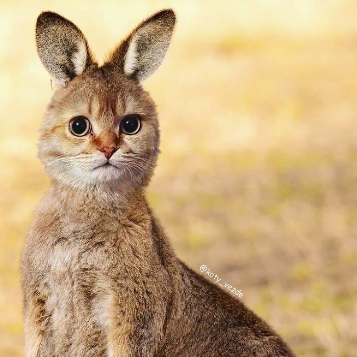 Artist Makes Montages With Cat Faces On Anything And The Result Is Impressive (New Pics)