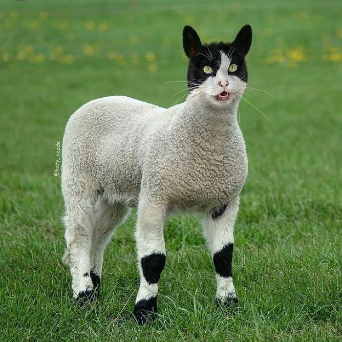 Artist Makes Montages With Cat Faces On Anything And The Result Is Impressive (New Pics)