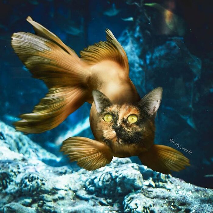 Artist Makes Montages With Cat Faces On Anything And The Result Is Impressive (New Pics)