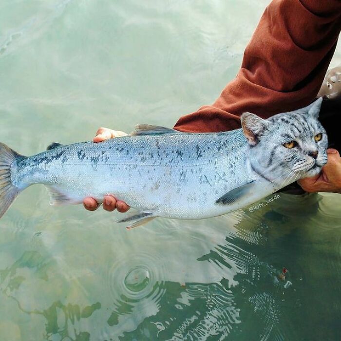 Artist Makes Montages With Cat Faces On Anything And The Result Is Impressive (New Pics)