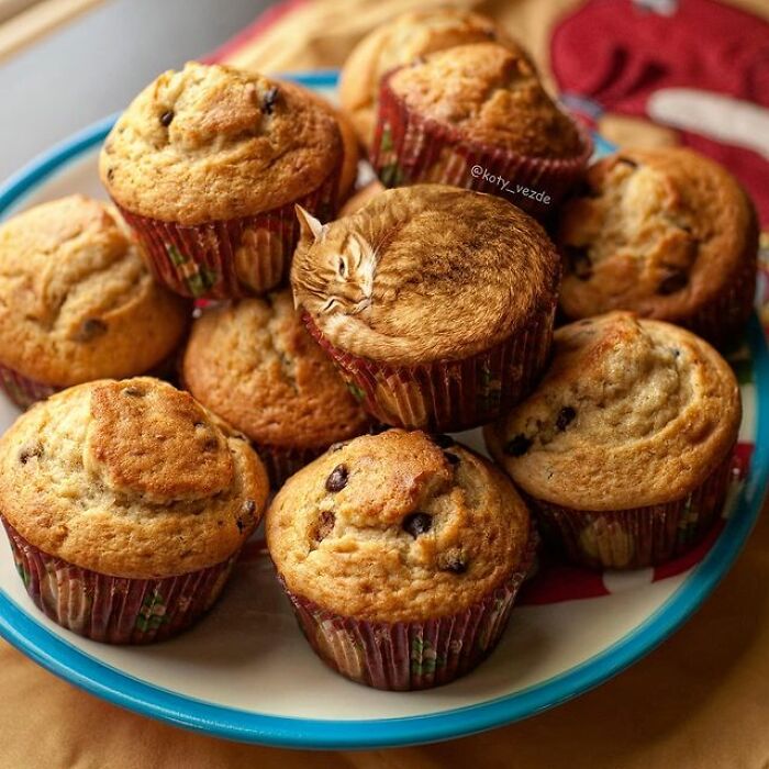 Artist Makes Montages With Cat Faces On Anything And The Result Is Impressive (New Pics)