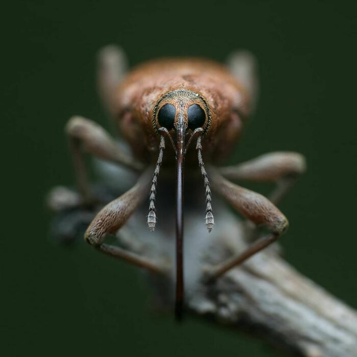 Stare Down Contest Champion