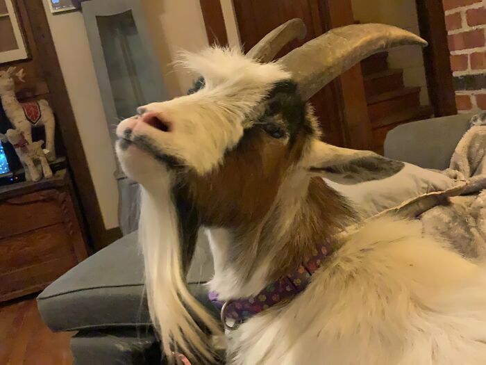 A New Kind Of Animal Rescue: Check Out These Cute Goats And Sheep