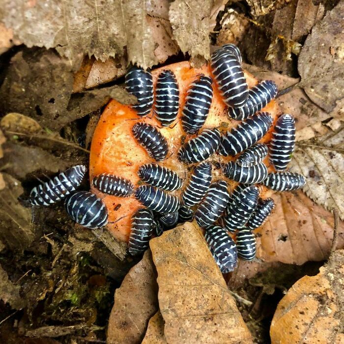 Zebra Isopods