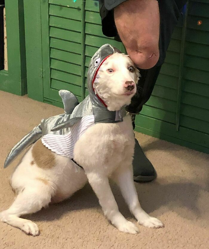 Happy Halloween From The Wests