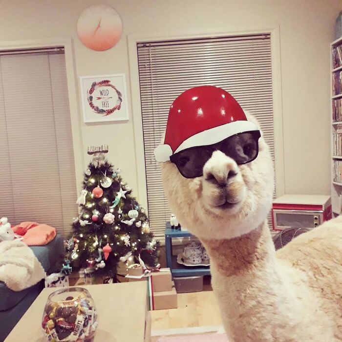 Merry Christmas, Fuzzballs