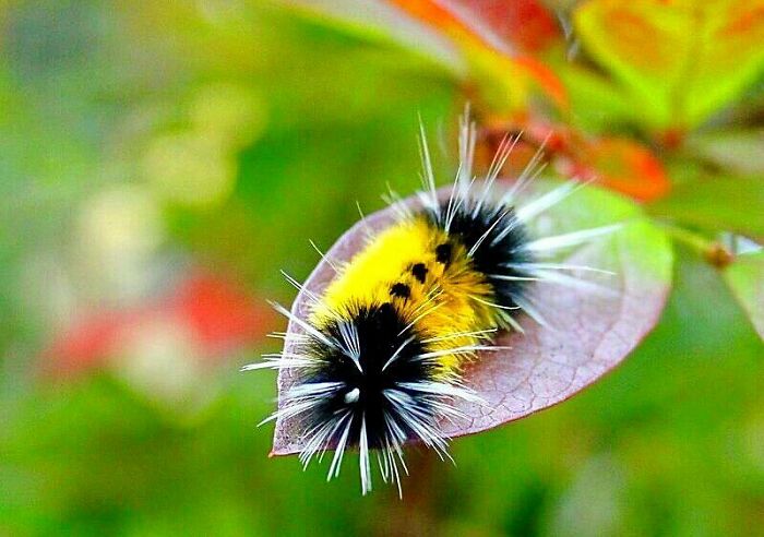 Yellow Woolly Bear