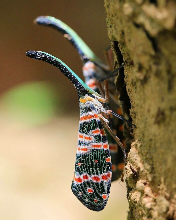 Dark-Horned Lanternfly