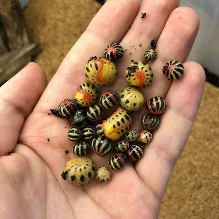 Rhopalomeris Sp. From Thailand