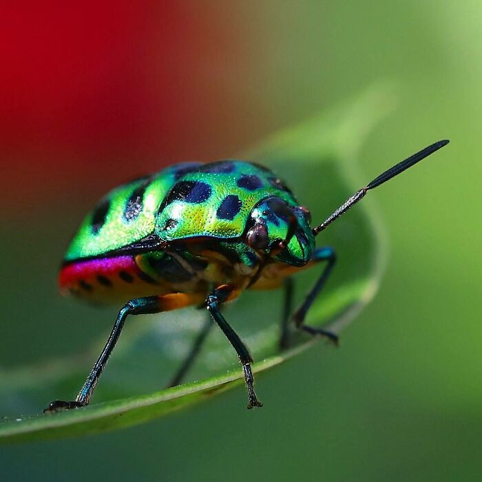 Jewel Bugs