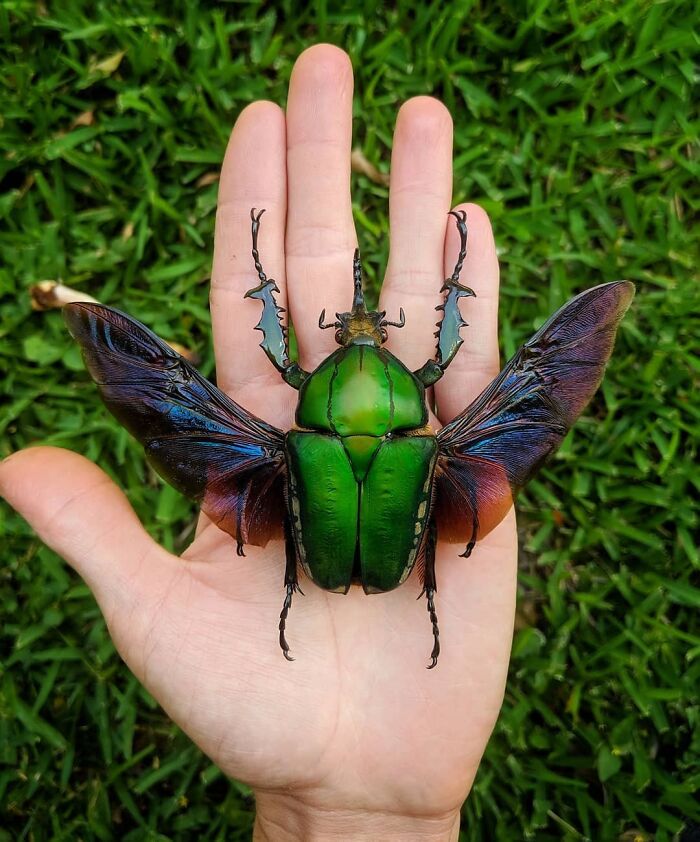 Large spectacular green beetle with iridescent wings spread, resting on a human hand over grass background.