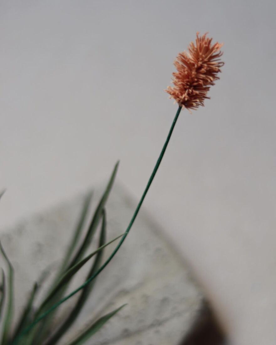 My New Series Called 'Weeds'