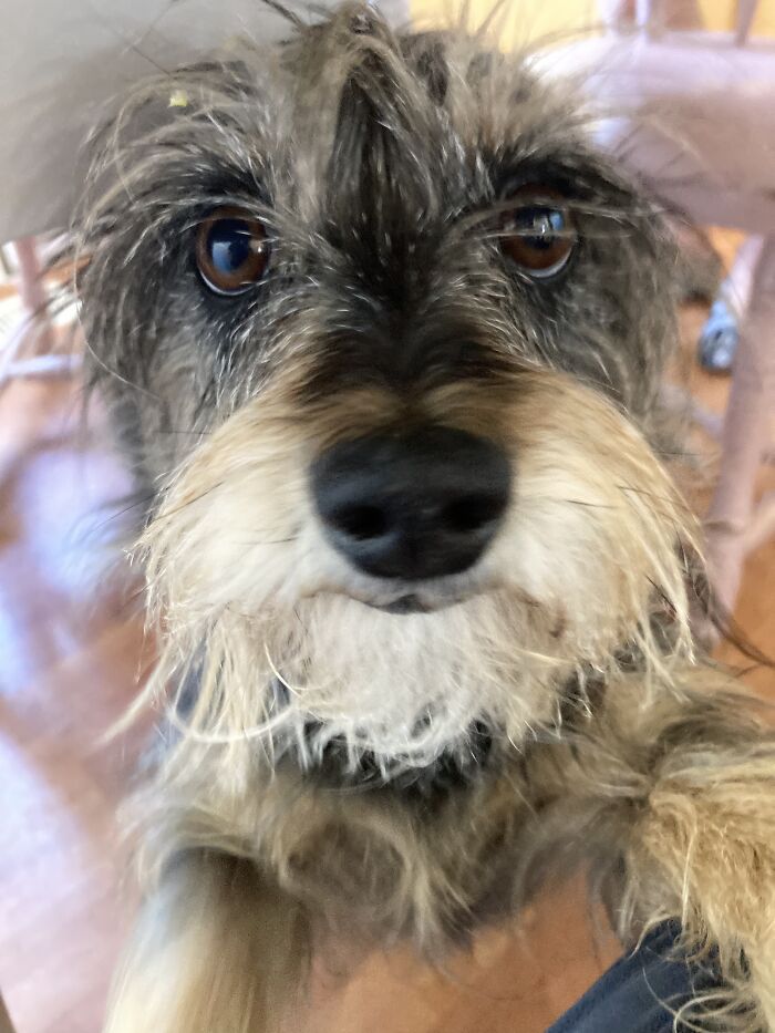 My Dog Waiting For Food Under The Table
