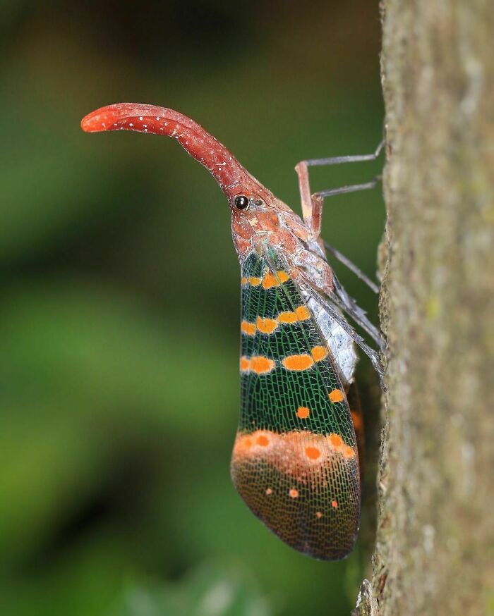 Red-Nosed Lanternfly