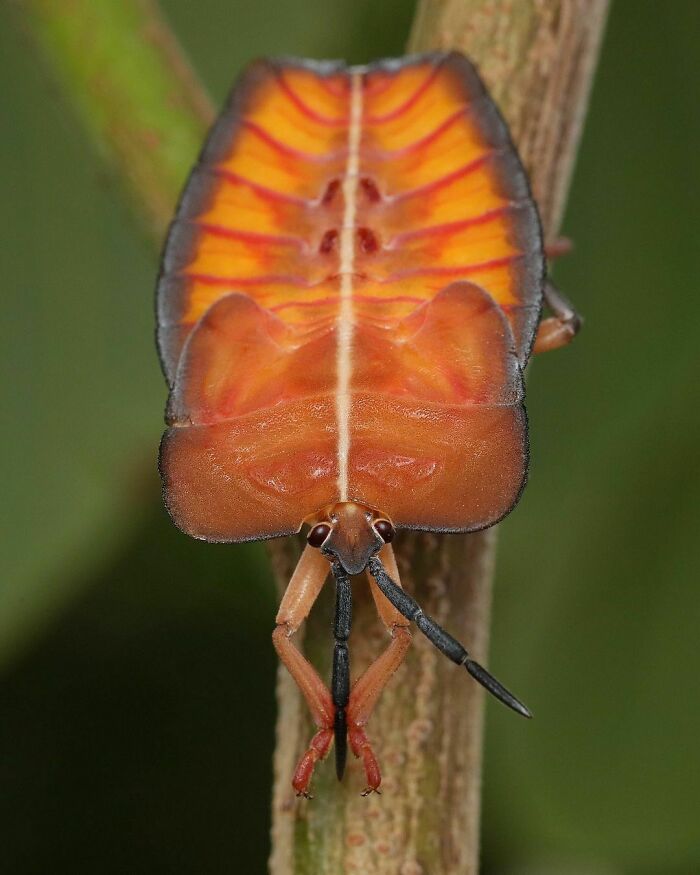 Nymph Of Lychee Giant Stink Bug
