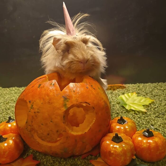 Halloween Costume 2020